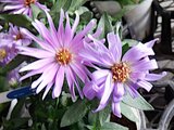 Frost aster