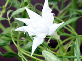 9月に咲く花シリーズ「白い花」
