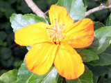 Hibiscus kokio saint johnianus