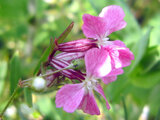 Red campion