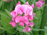 Lathyrus latifolius