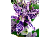 Japanese toad-lily