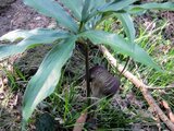 cobra lily Urashima