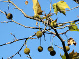 Liquidambar styraciflua 