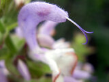 Clary Sage