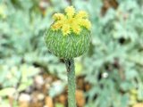 Papaver fauriei