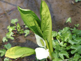 Skunk cabbage