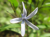 Amsonia