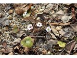 Hepatica pubescens