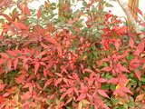 Nandina