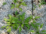 Hosta mesiopicia