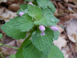 Red Deadnettle