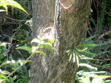 Tabebuia chrysotricha