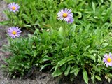 Chrysanthemum weyrichii