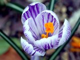 Crocus