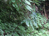 Jack in the pulpit