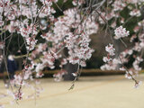 Weeping cherry