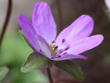 Hepatica nobilis var.japonica form.magna