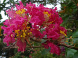 Lagerstroemia Indica