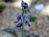 Prickly Blue poppy