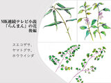花ら104&ショ7「らんまん」花タイトル後半ショート動画