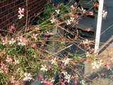 Gaura lindheimeri