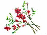 世界の国花 ドミニカ国 Dominica DM かぎけん花図鑑