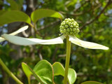 Japanese Flowering Dogwood