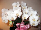 Phalaenopsis petit-mini