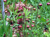 Sarracenia courtii