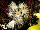 Saga Chrysanthemum