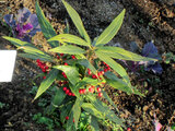 Ardisia japonica