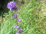 Campanula glomerata "Dahurica"