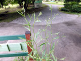 Bupleurum stenophyllum