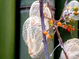 Physalis alkekengi