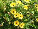 Thunbergia alata