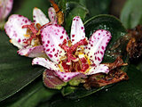 Daruma toad lily
