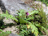 Cirsium purpuratum