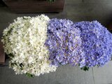 Florist's Cineraria