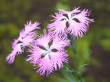 Dianthus superbus