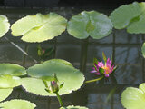 Nymphaea cv. Nang Kwak Pink