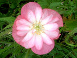 Iceland Poppy