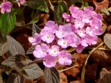 Lantana montevidensis