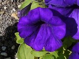 9月に咲く花シリーズ「紫色の花」