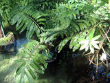 mangrove fern