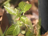 Mercurialis leiocarpa