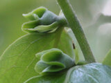 Persimmon tree