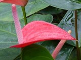 Anthurium