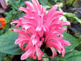 Justicia carnea