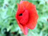 common poppy